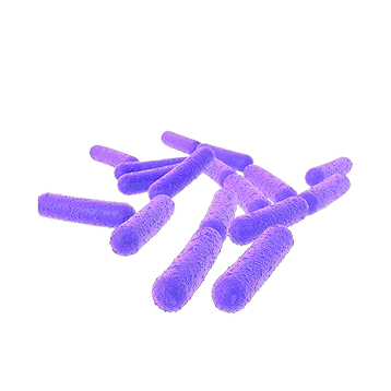 Lactobacillus rhamnosus