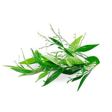 Andrographis