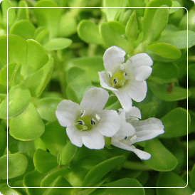 Bacopa Monnieri