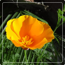 Amapola californiana