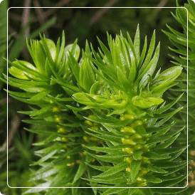 Huperzia Serrata