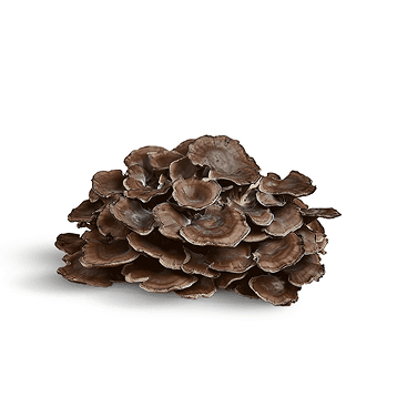 Maitake