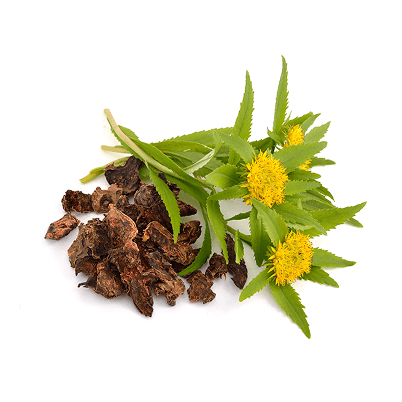 Rhodiola