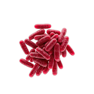 Saccharomyces boulardii