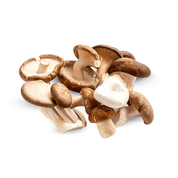 Shiitake