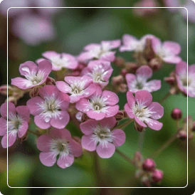Extracto vegetal seco de valeriana