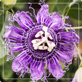 Extracto vegetal seco de pasiflora
